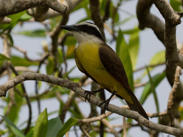 Grote kiskadie (Pitangus sulphuratus)